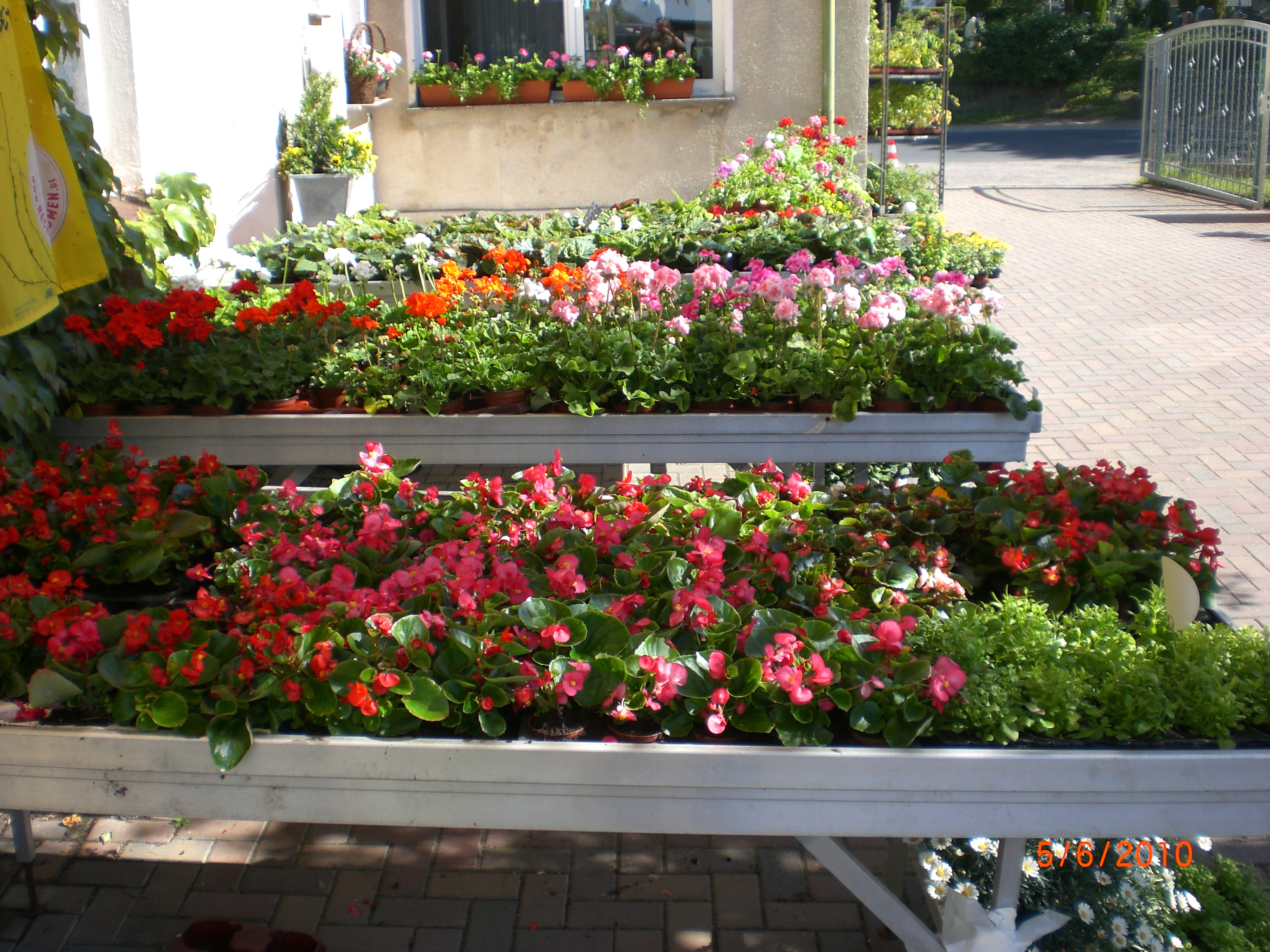 Freifläche Sommerblumen